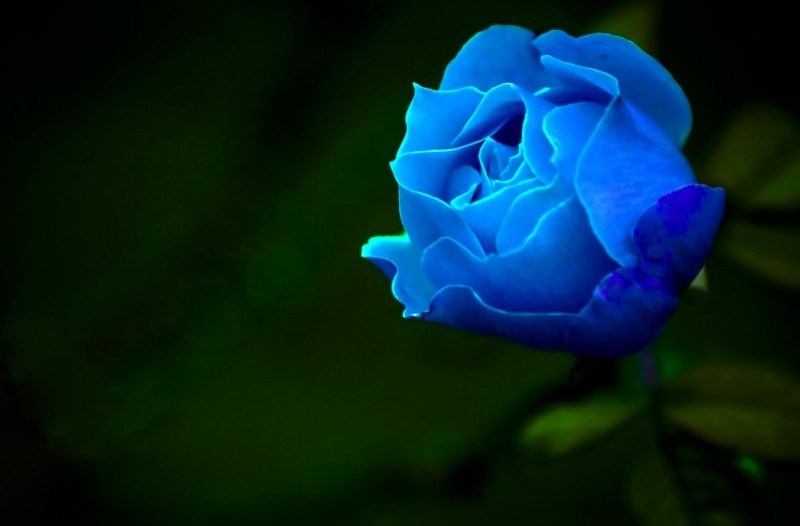 33 Jenis Bunga  Mawar  beserta Cara budidayanya LENGKAP 