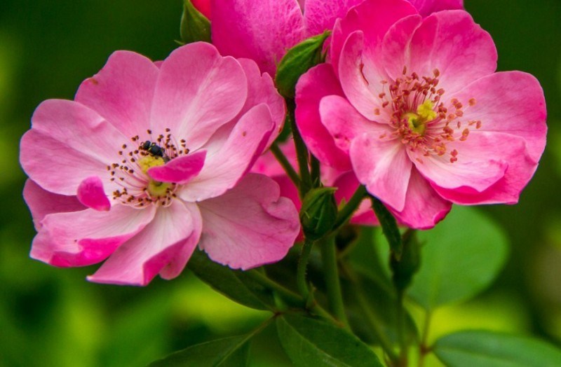 33 Jenis Bunga Mawar  beserta Cara budidayanya LENGKAP 