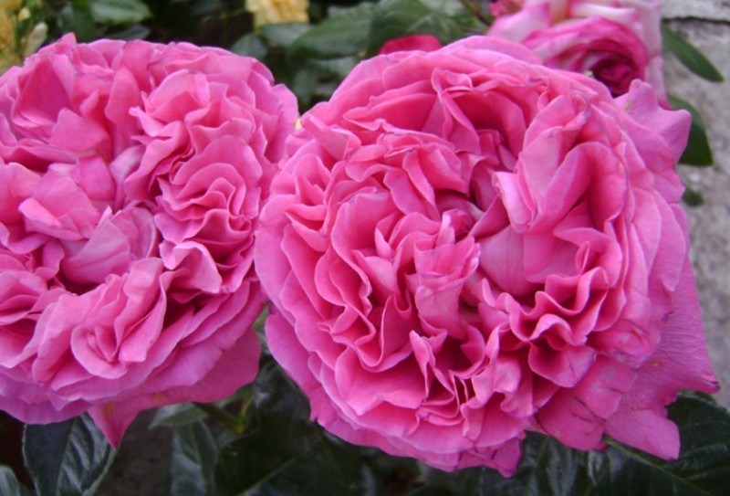 33 Jenis Bunga Mawar  beserta Cara budidayanya LENGKAP 